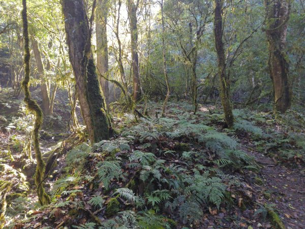 2026.01.03－鎮西堡B區神木群2981147