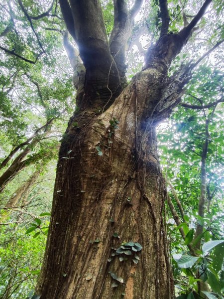 飛沙龍逆走2988880
