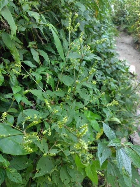 唐麻丹山 蝴蝶谷2918853