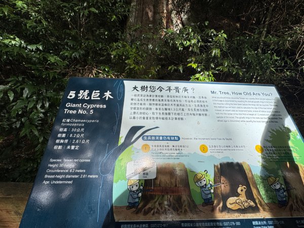 觀霧-檜山巨木群步道2925504