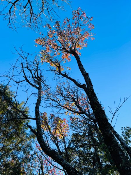 1111209稍來山_1224紅榨楓1945753