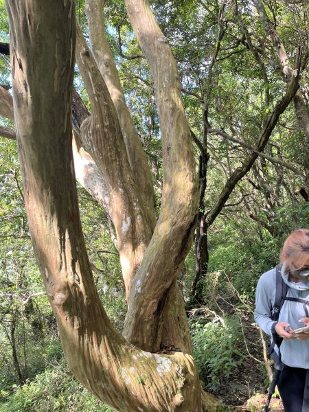舊白鷺部落-久保山-久集山-棚集山-丹林 2025.8.72863989