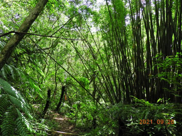 新北 坪林 四堵古道(石牌縣界公園段)1469846