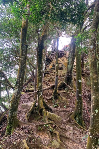 苗栗獅潭｜仙山登山步道｜穿過杉木小徑．遠眺綿延山峰1574411