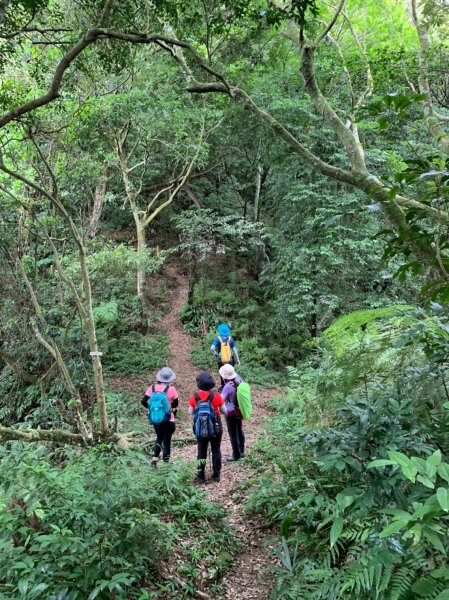 大溪金面山(3登山上2登山下)O形1006490