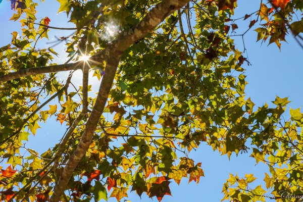 [苗栗]馬那邦山2355184