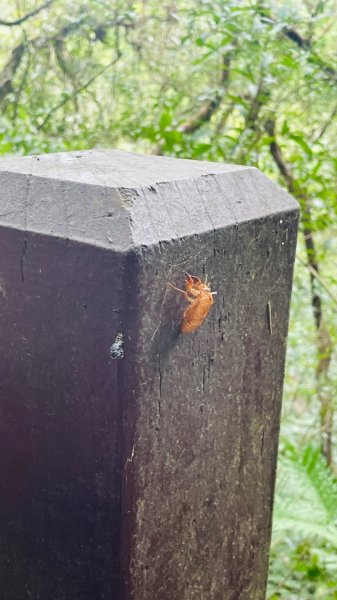 二子坪步道2863643