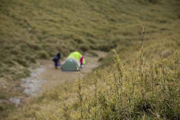 大小劍-油婆蘭全紀錄2674230