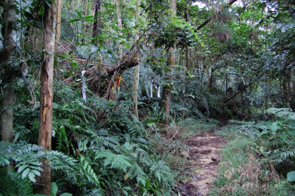 深坑炮子崙步道1960561