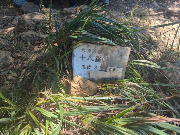 2025.10.18－微笑山線：【天上山系】望月亭桐花段2919565