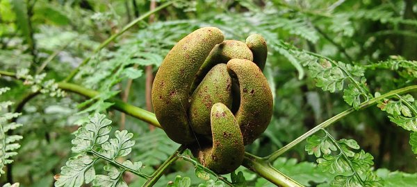 2025/05/17-凌空廊道至比麟山來回2790073