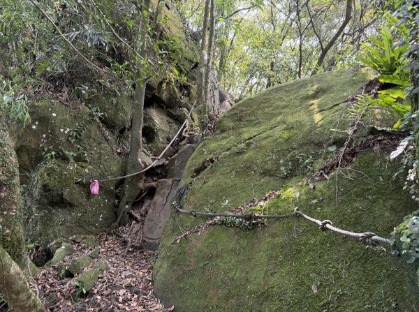 [微笑山線_第八段] 2026_0411 二格山系_筆架山北峰3035130