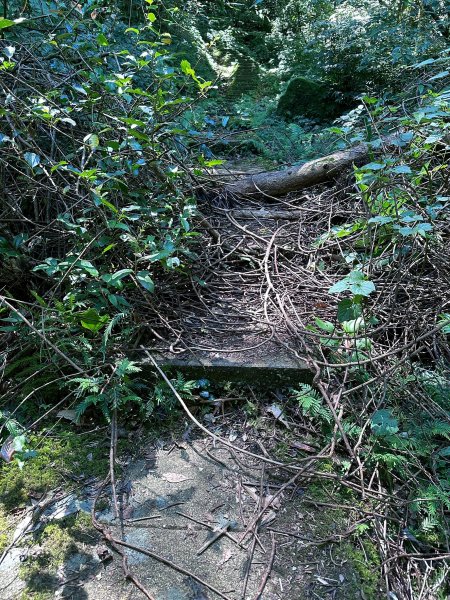 平溪小黃山2873259