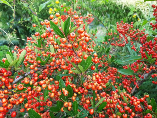 深秋。楓紅1190498