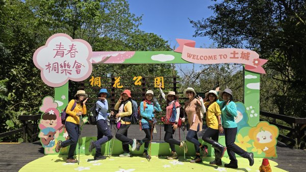 2025桐花大爆發，台灣最大的賞桐花景點，土城桐花公園、天上山及火焰山的桐花大爆發2776448