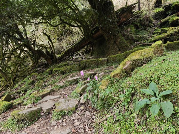 [山海圳_聖山之路_第二段1/4] 2026_0802 鹿林山3109113