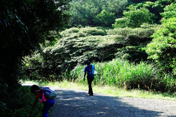 小觀音山主峰下竿尾崙572382