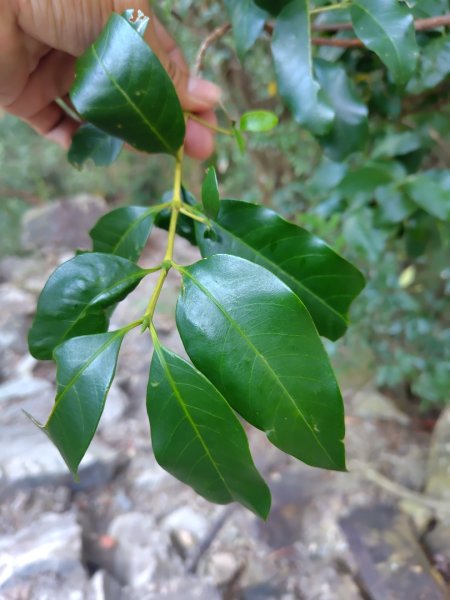 唐麻丹山 蝴蝶谷2918782