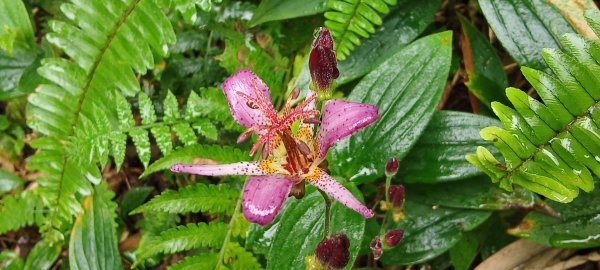 2025/11/02_大崎棟古道+騎龍古道+逃學步道2929055