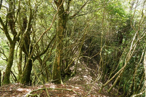 新竹 五峰 油羅山、霞山2798293