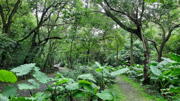 《彰化》玉蘭花香｜赤水崎公園步道及松柏坑山202308062241238