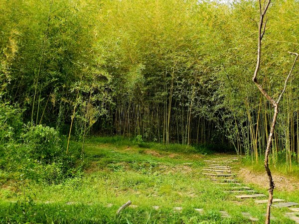 羅山村竹林步道-2025漫遊縱谷愛在花東-花蓮縣富里鄉2916721