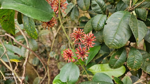 20260127三通嶺山.三義山(大桁茂山).慈濟山.大坪山大O走2989904