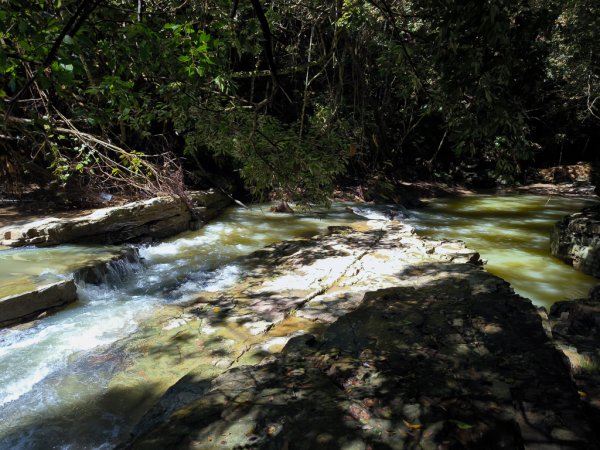 2024-08-22 澀水森林步道2578448