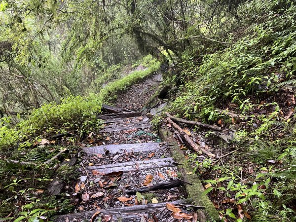 [玉山尋寶任務-01/12] 2025_0726 庫哈諾辛山登山步道2847381