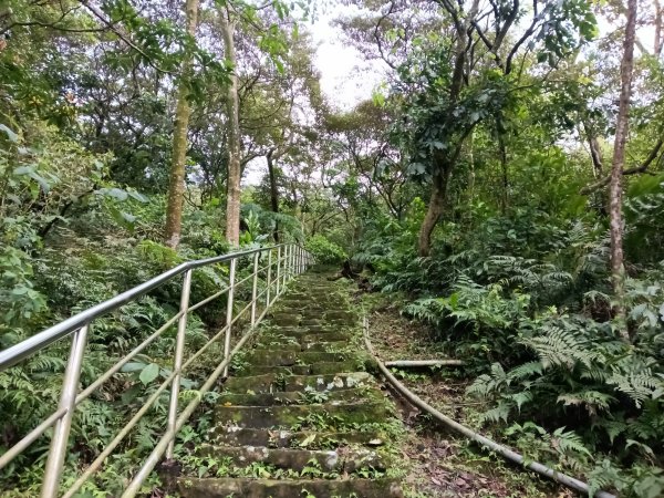 汐止區大尖山櫻花+秀峰瀑布O型3009373