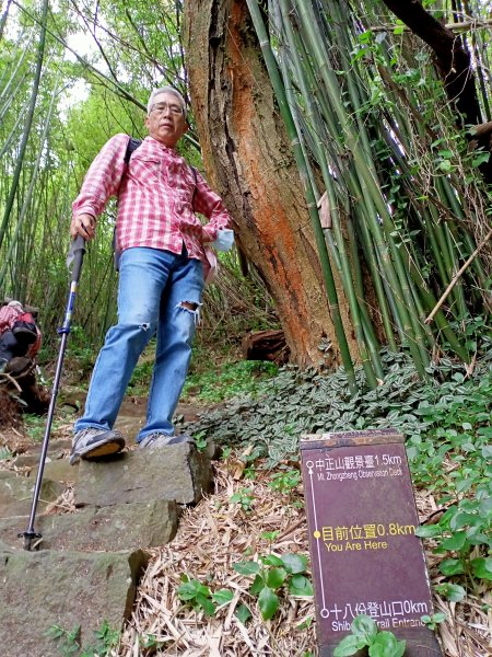 中正山步道→青楓步道→竹子湖1682576