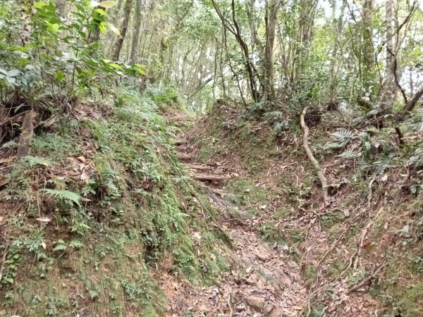 雙溪區打鐵寮山-鶯子嶺-坪溪山-烏山63號-烏山越嶺古道(坪溪山北峰)P字走3023807