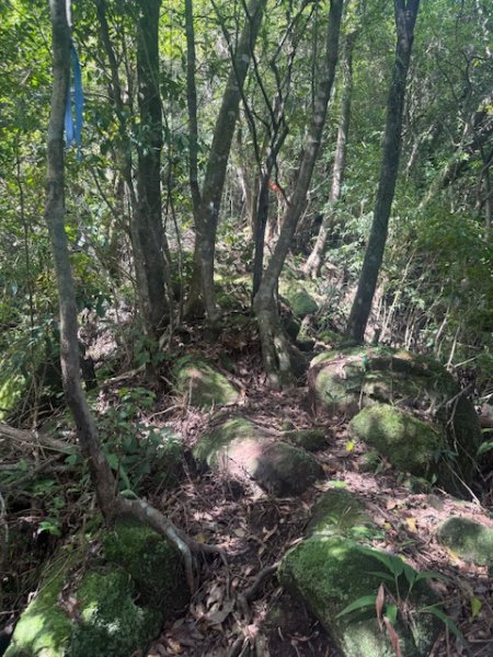 20250601 柑柑柑腳山2801045