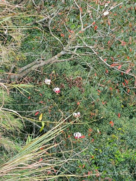 岩壁上的花、艷紅鹿子百合（22869791