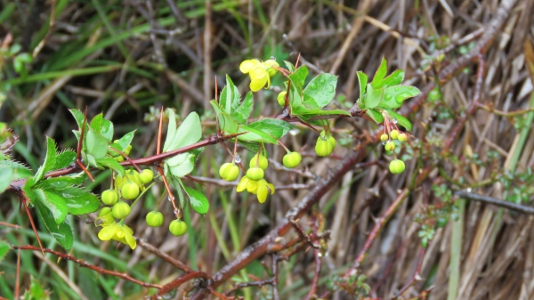 風雨中朦朧的嘉明湖19545