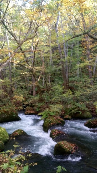 奧入瀨溪健行444366