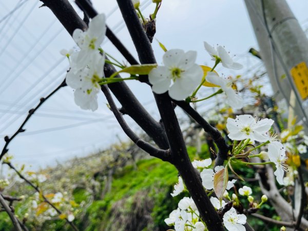 1110213鳳凰山.觀音山步道0302梨花開1610286