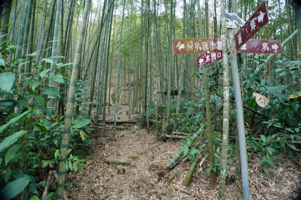 南投 鹿谷 大崙頭山、貓冬望山、樟空倫山、志騰山、竹崙山2993334