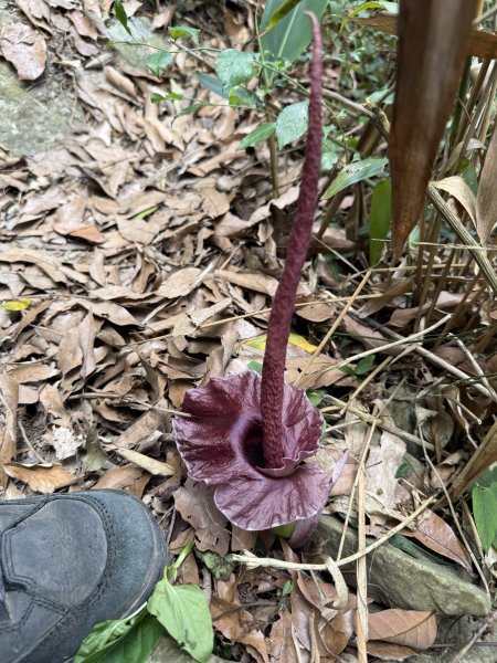 烏山縱走半程 (雲山寺~刣牛湖山) 來回 202504272773731
