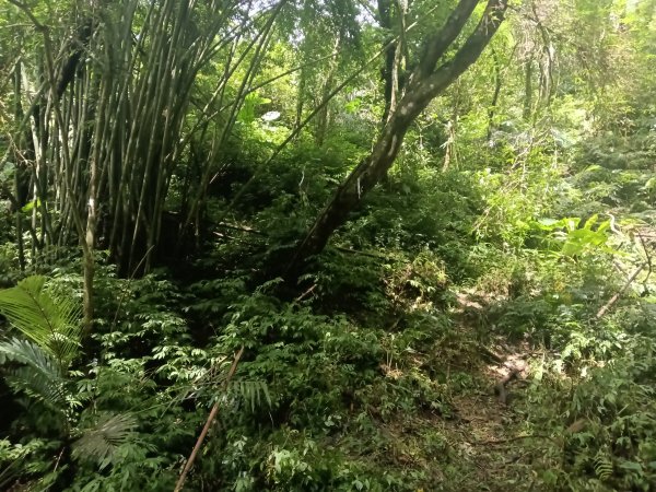 坪林區九芎坑古道+九芎坑圳沽古道+大舌湖山大小O型2845677