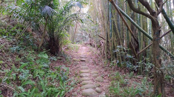 2026樟之細路 | 第二大段 | 關西~橫山3041828