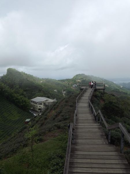 20170627 銀杏森林 大崙山茶園214141