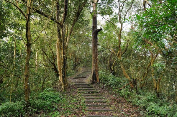 苗栗 大湖 新百二分山(菜壽凸山)、鹿仔望峰2442427