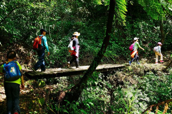 燦光寮古道與黃金三稜554338