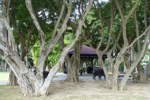 雙溪河濱公園1166110