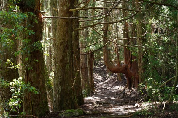 台中 和平 馬崙山2796956