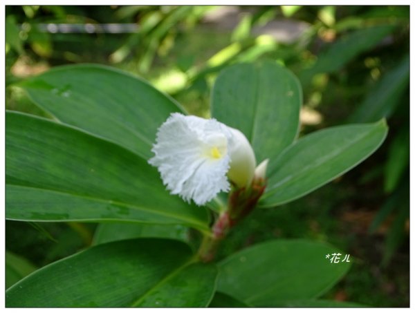 台北/植物園步道686757