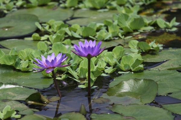 20160508新北市三芝區三生賞桐花步道90752