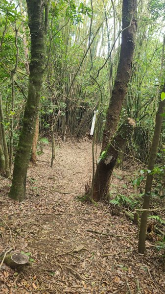 2025-01232淡蘭古道北二段(燦光寮古道到澳底)2696656