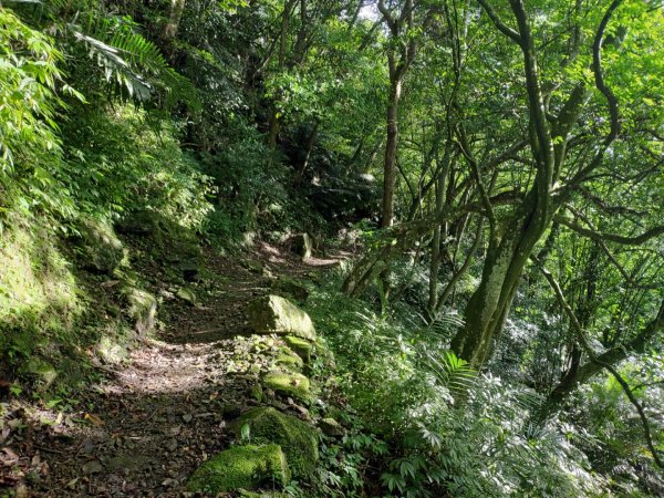 春谷養鱒場-小東河山北峰-小東河山-大龍山-南大龜山-光天高山-春谷養鱒場 O型 2021.6.301422727